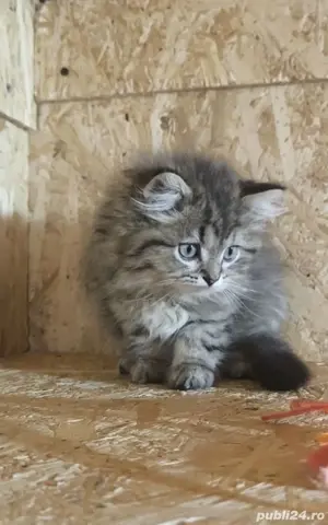 Brittish golden longhair și shorthair  - imagine 3