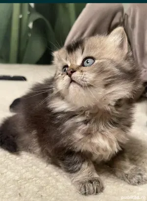 Brittish golden longhair și shorthair  - imagine 5