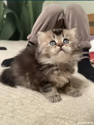 Brittish golden longhair și shorthair  - imagine 6