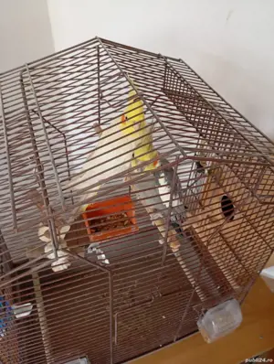 Vand Nimfe mascul si femela tineri de 2ani  - imagine 3 Vand Nimfe mascul si femela tineri de 2ani  - imagine 3