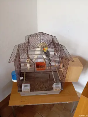 Vand Nimfe mascul si femela tineri de 2ani  - imagine 4 Vand Nimfe mascul si femela tineri de 2ani  - imagine 4