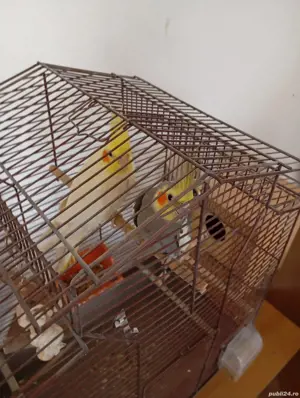 Vand Nimfe mascul si femela tineri de 2ani 