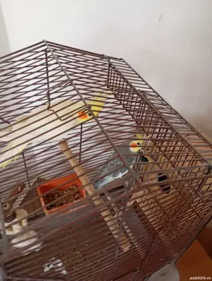 Vand Nimfe mascul si femela tineri de 2ani  - imagine 2 Vand Nimfe mascul si femela tineri de 2ani  - imagine 2