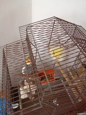 Vand Nimfe mascul si femela tineri de 2ani  - imagine 5 Vand Nimfe mascul si femela tineri de 2ani  - imagine 5