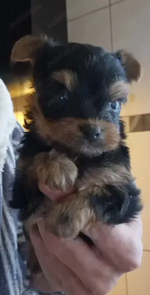 Yorkshire Terrier mini toy rasa pura  - imagine 2