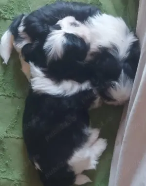 Băieței shih tzu. Alb cu negru.  23 mai 2025 născuți.