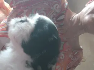 Băieței shih tzu. Alb cu negru.  23 mai 2025 născuți. - imagine 2 Băieței shih tzu. Alb cu negru.  23 mai 2025 născuți. - imagine 2