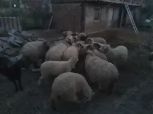 se vinde , vaca , oi si porci 