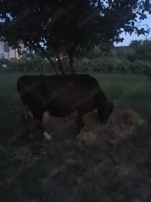 se vinde , vaca , oi si porci  - imagine 2 se vinde , vaca , oi si porci  - imagine 2