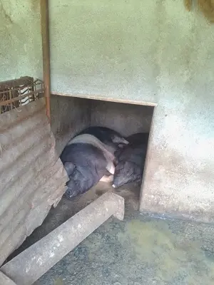 se vinde , vaca , oi si porci  - imagine 3 se vinde , vaca , oi si porci  - imagine 3