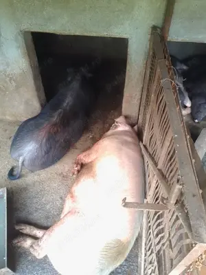 se vinde , vaca , oi si porci  - imagine 4 se vinde , vaca , oi si porci  - imagine 4