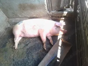 se vinde , vaca , oi si porci  - imagine 5 se vinde , vaca , oi si porci  - imagine 5