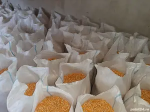 Porumb Moldovenesc sticlos si tărâță  - imagine 3