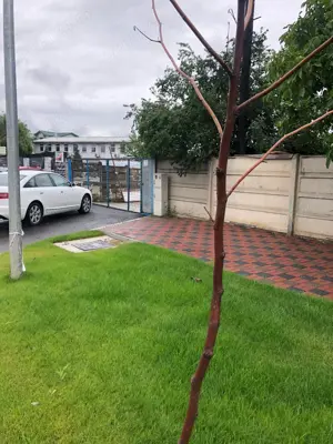 Teren șoseaua Olteniței popești Leordeni