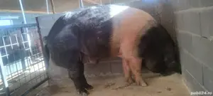 Material seminal de vier - imagine 5