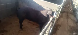 Material seminal de vier - imagine 2