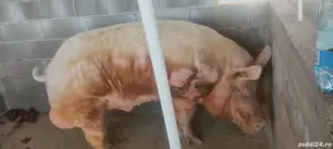 Material seminal de vier - imagine 3