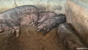 Vand porci, sănătoși,intre100-250 kg - imagine 4 Vand porci, sănătoși,intre100-250 kg - imagine 4
