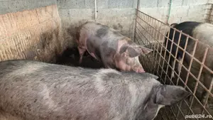 Vand porci, sănătoși,intre100-250 kg
