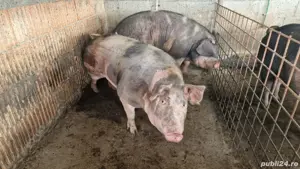 Vand porci, sănătoși,intre100-250 kg - imagine 2 Vand porci, sănătoși,intre100-250 kg - imagine 2