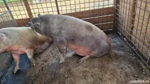 Vand porci, sănătoși,intre100-250 kg - imagine 3 Vand porci, sănătoși,intre100-250 kg - imagine 3