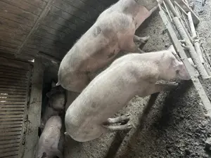 Purcei-diverse mărimi Balteni Olt - imagine 2