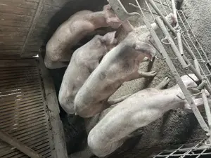 Purcei-diverse mărimi Balteni Olt - imagine 3