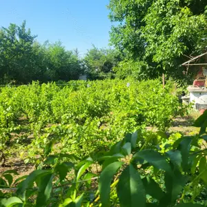 Casa sat Albina - imagine 8