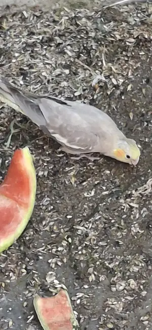 Vand pui papagali nimfa  2025 - imagine 2