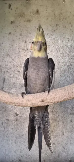 Vand papagali nimfa 2024, 2025