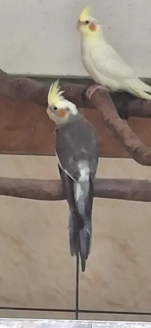 Vand pui papagali nimfa  2025 - imagine 4