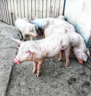 Purcei vanzare  - imagine 2