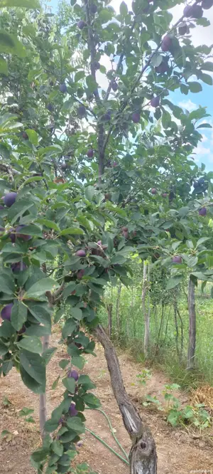 tuica de prune  - imagine 2