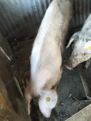 De vânzare porc gras 