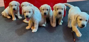 Vând câine labrador- mascil