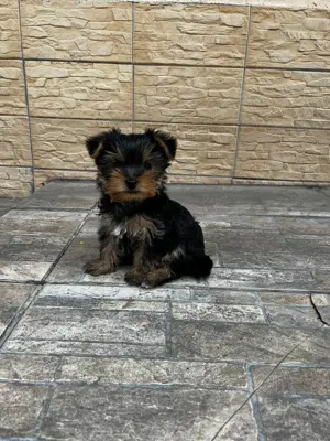 Puiuț Yorkshire fetiță 2 luni mini toy - imagine 2