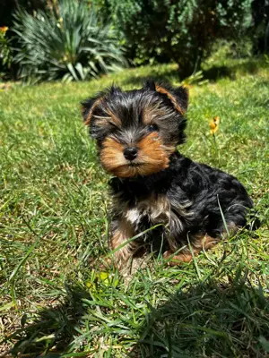 Puiuț Yorkshire fetiță 2 luni mini toy