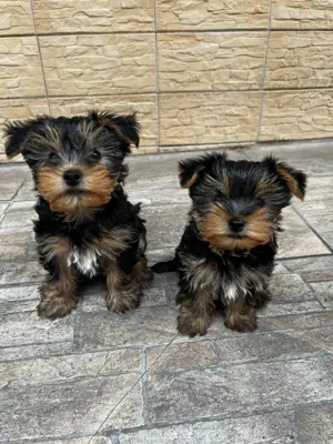 Puiuț Yorkshire fetiță 2 luni mini toy - imagine 5