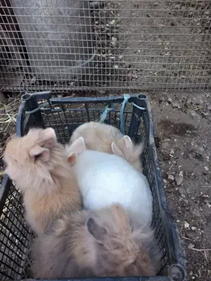 Iepurasi de Vanzare - diferite rase