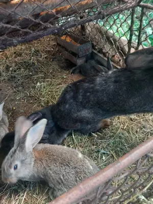 Iepurasi de Vanzare - diferite rase - imagine 4 Iepurasi de Vanzare - diferite rase - imagine 4