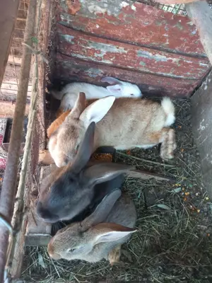 Iepurasi de Vanzare - diferite rase - imagine 2 Iepurasi de Vanzare - diferite rase - imagine 2