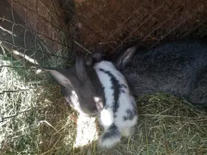 Iepurasi de Vanzare - diferite rase - imagine 3 Iepurasi de Vanzare - diferite rase - imagine 3