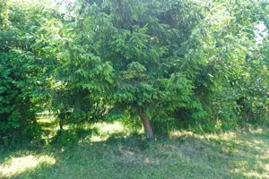 Casă / Vilă cu 2 camere de vânzare - imagine 8
