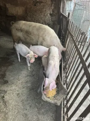 Vând scroafă garsă si patru șoldani