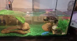 Vand acvariu si accesorii broscuta - imagine 4