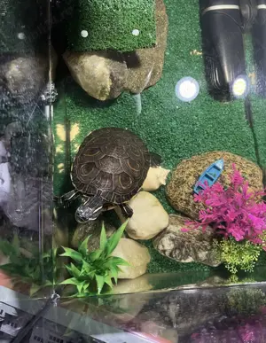 Vand acvariu si accesorii broscuta - imagine 5