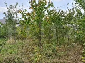 Case individuale, 300mp util,3000mp teren, zona Serbauti - imagine 5