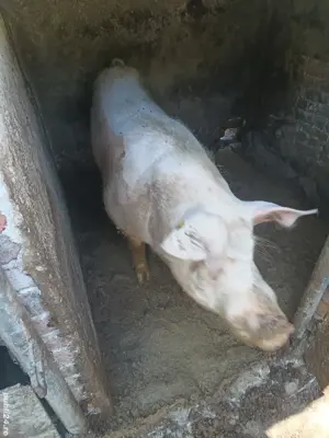 Vand vier castrat   - imagine 2 Vand vier castrat   - imagine 2