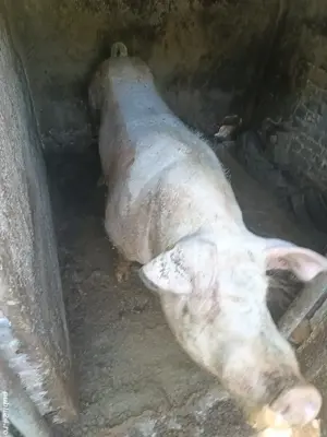 Vand vier castrat   - imagine 3 Vand vier castrat   - imagine 3