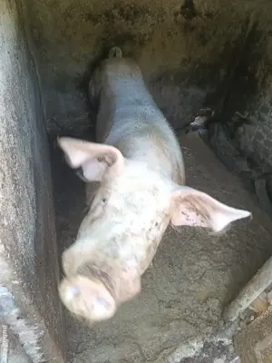 Vand vier castrat   - imagine 4 Vand vier castrat   - imagine 4